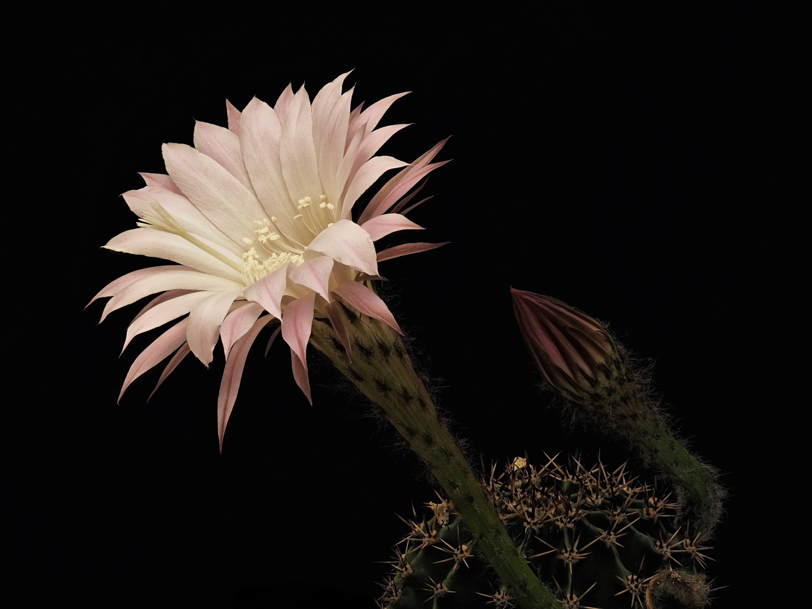 Красивый розовый цветок кактуса на черном фоне