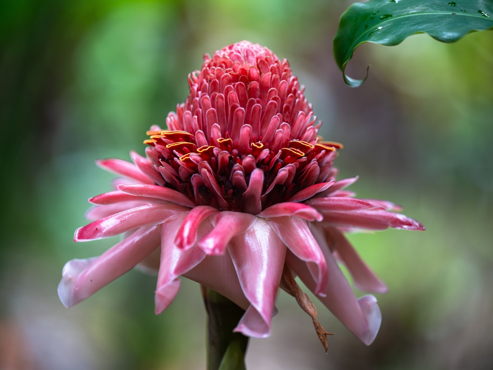 Красивый розовый цветок эхинацеи крупным планом