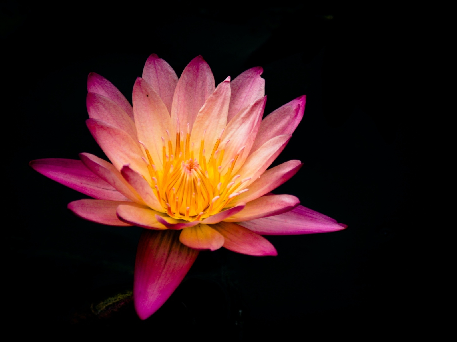 Красивый розовый цветок лотоса на черном фоне