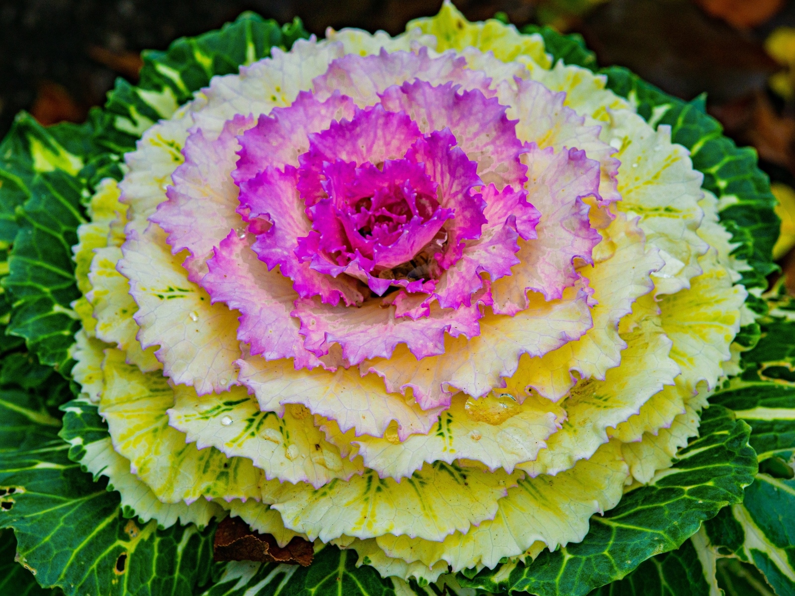 Красивый розовый цветок декоративной капусты