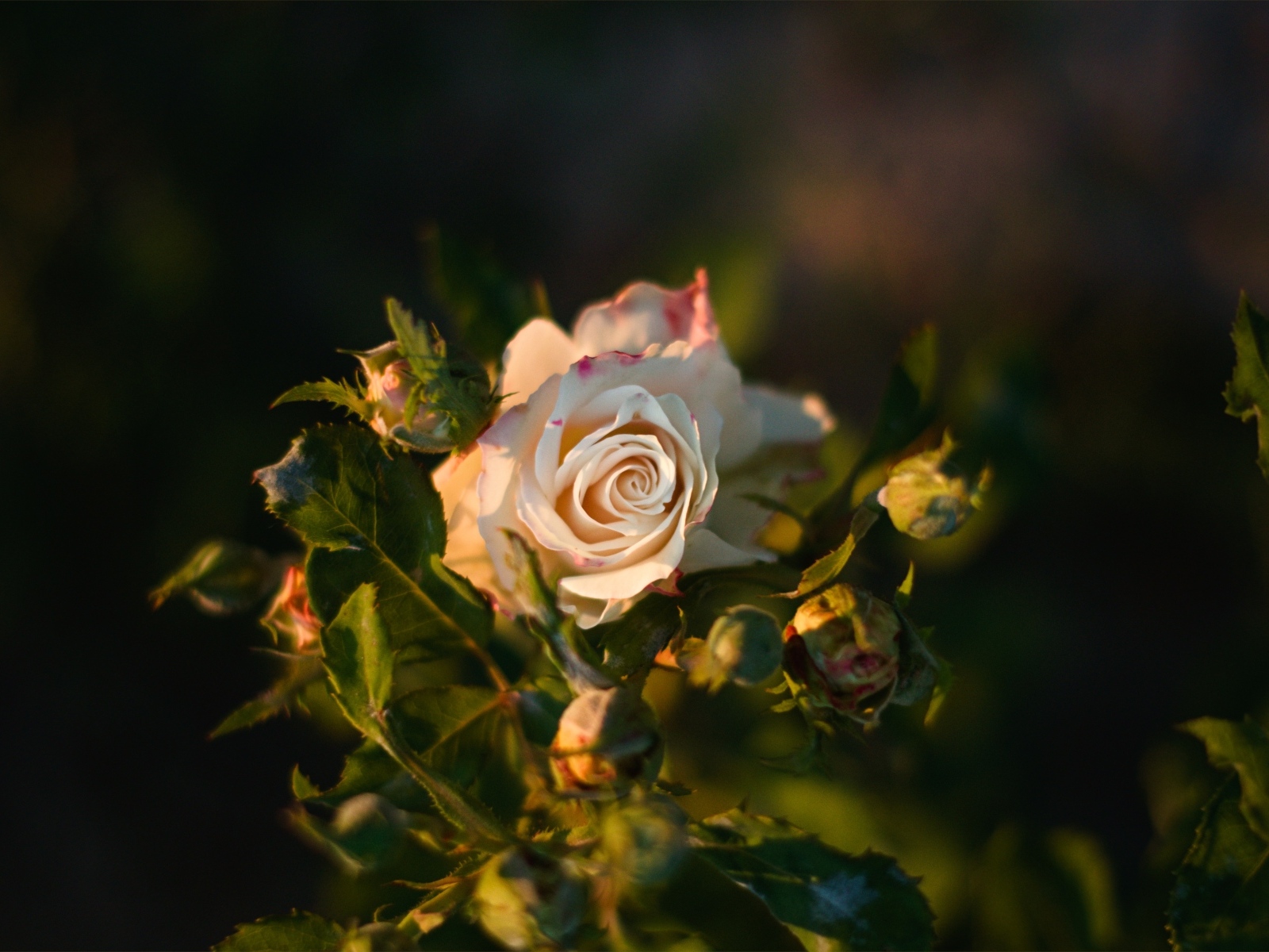 Красивая розовая роза с бутонами крупным планом