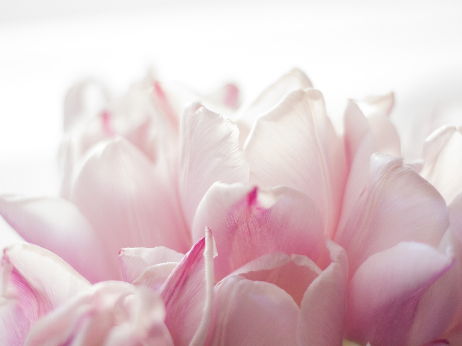 Красивые розовые лепестки тюльпана 