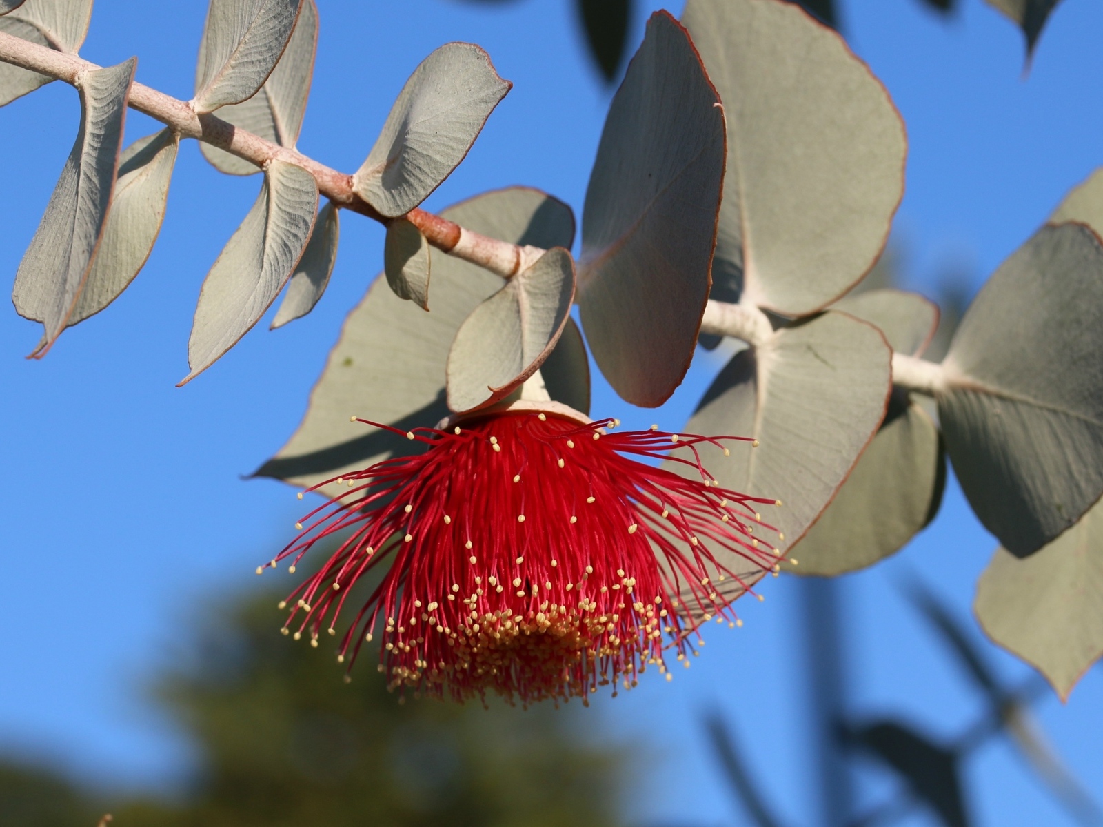 Красивый красный цветок эвкалипта с листьями