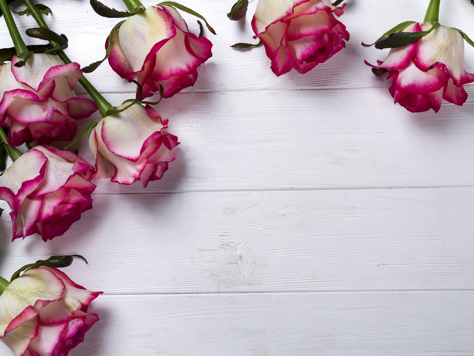 Красивые розы на деревянном фоне