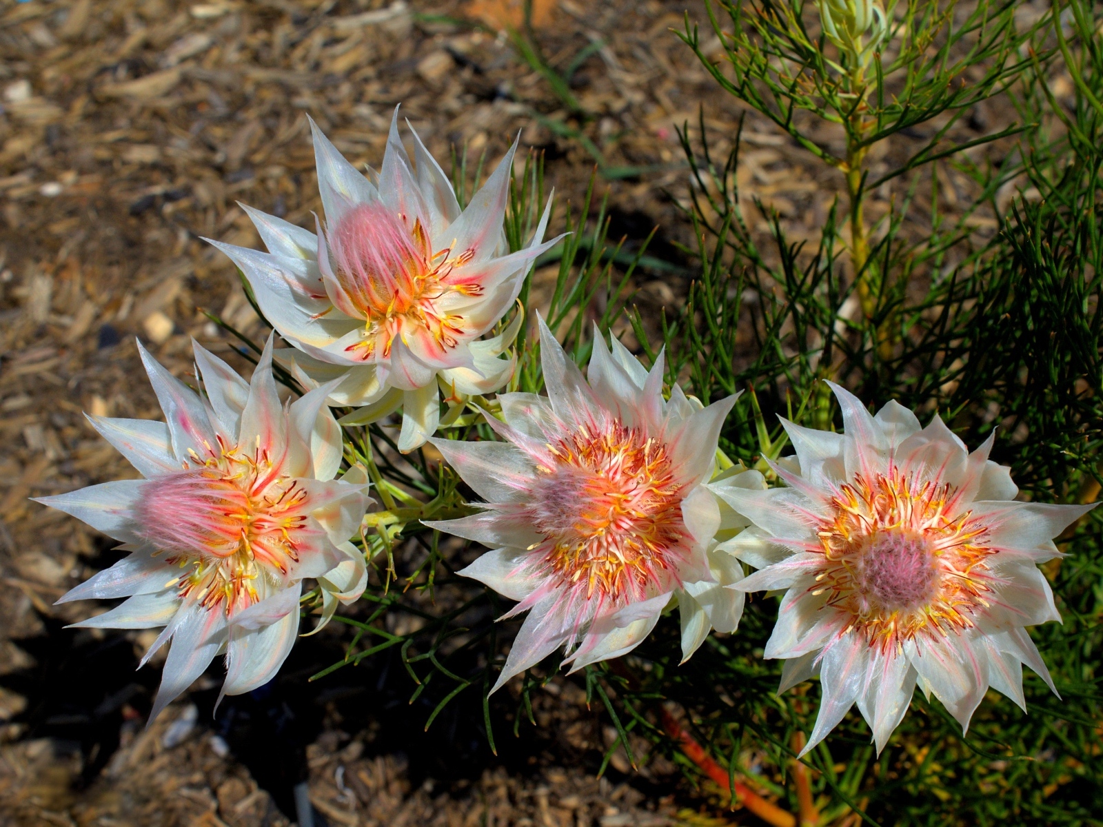 Красивые цветы серрурия на земле