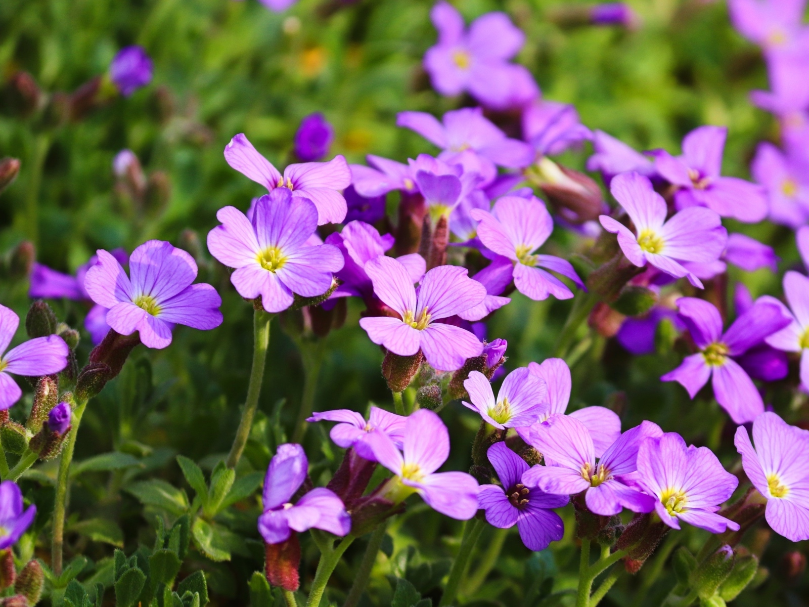 Красивые маленькие цветы гипсофила на клумбе