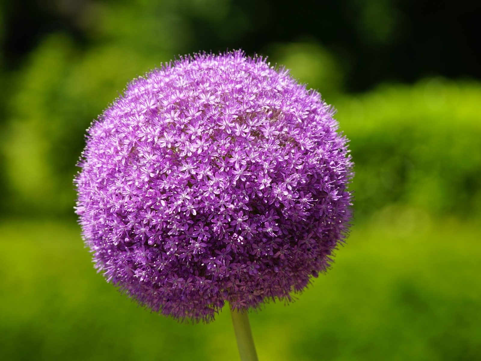 Красивый шаровидный цветок аллиум