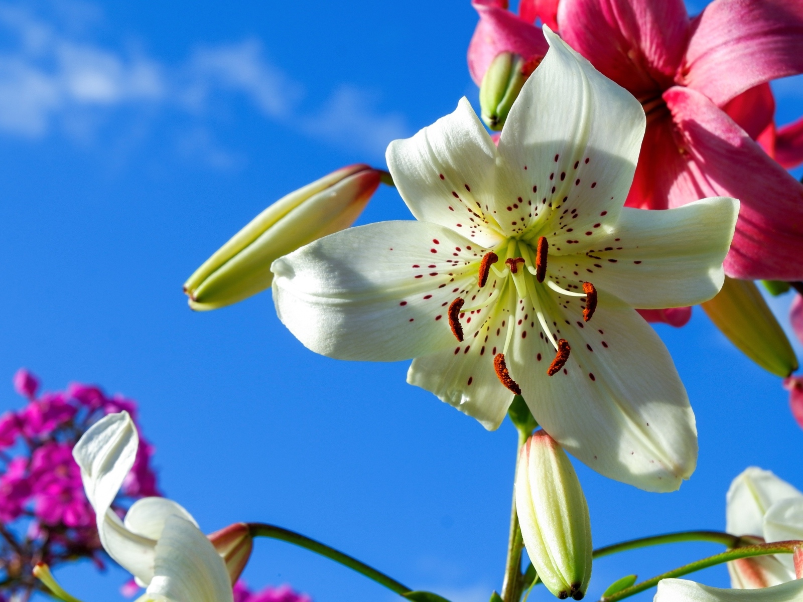 Красивые белые и розовые лилии на фоне голубого неба