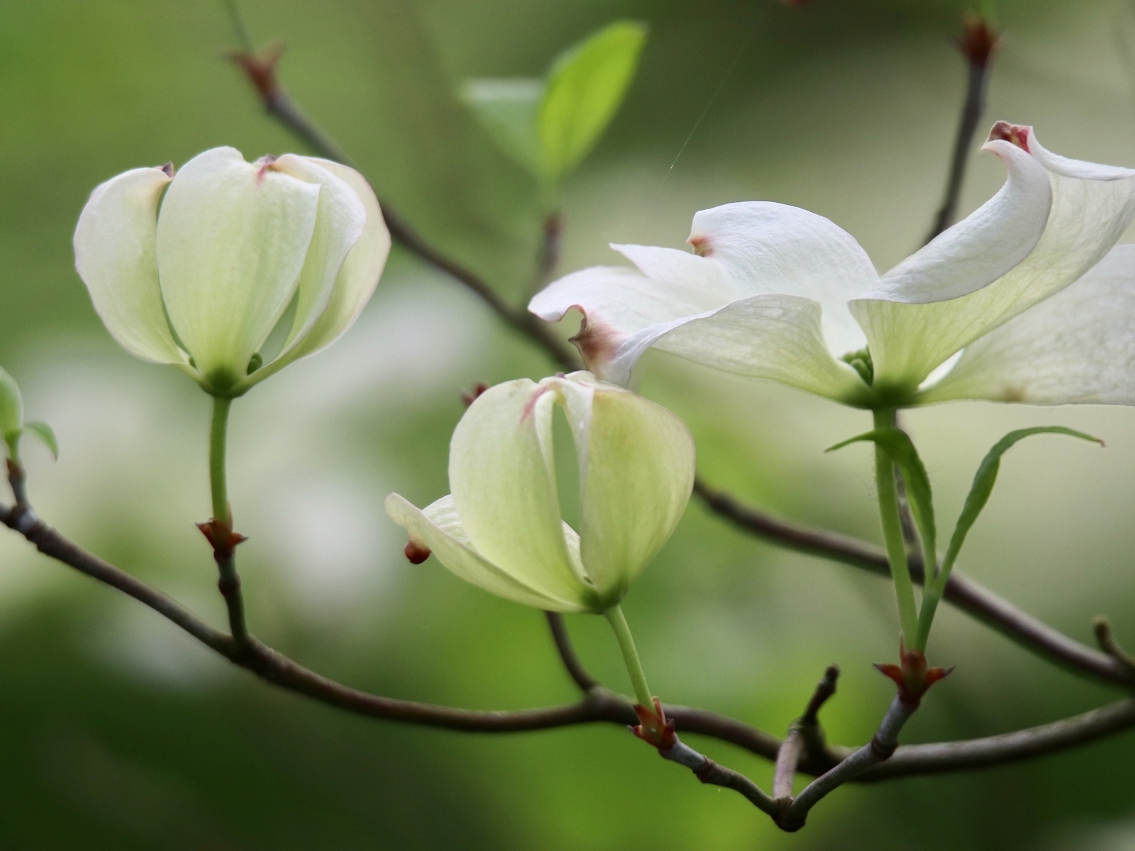 Красивые белые цветы кизила на ветке