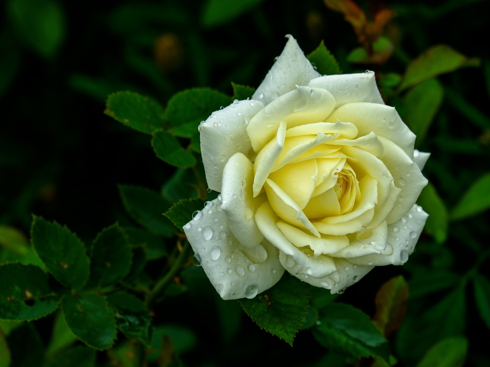 Красивая белая роза в каплях росы на клумбе летом