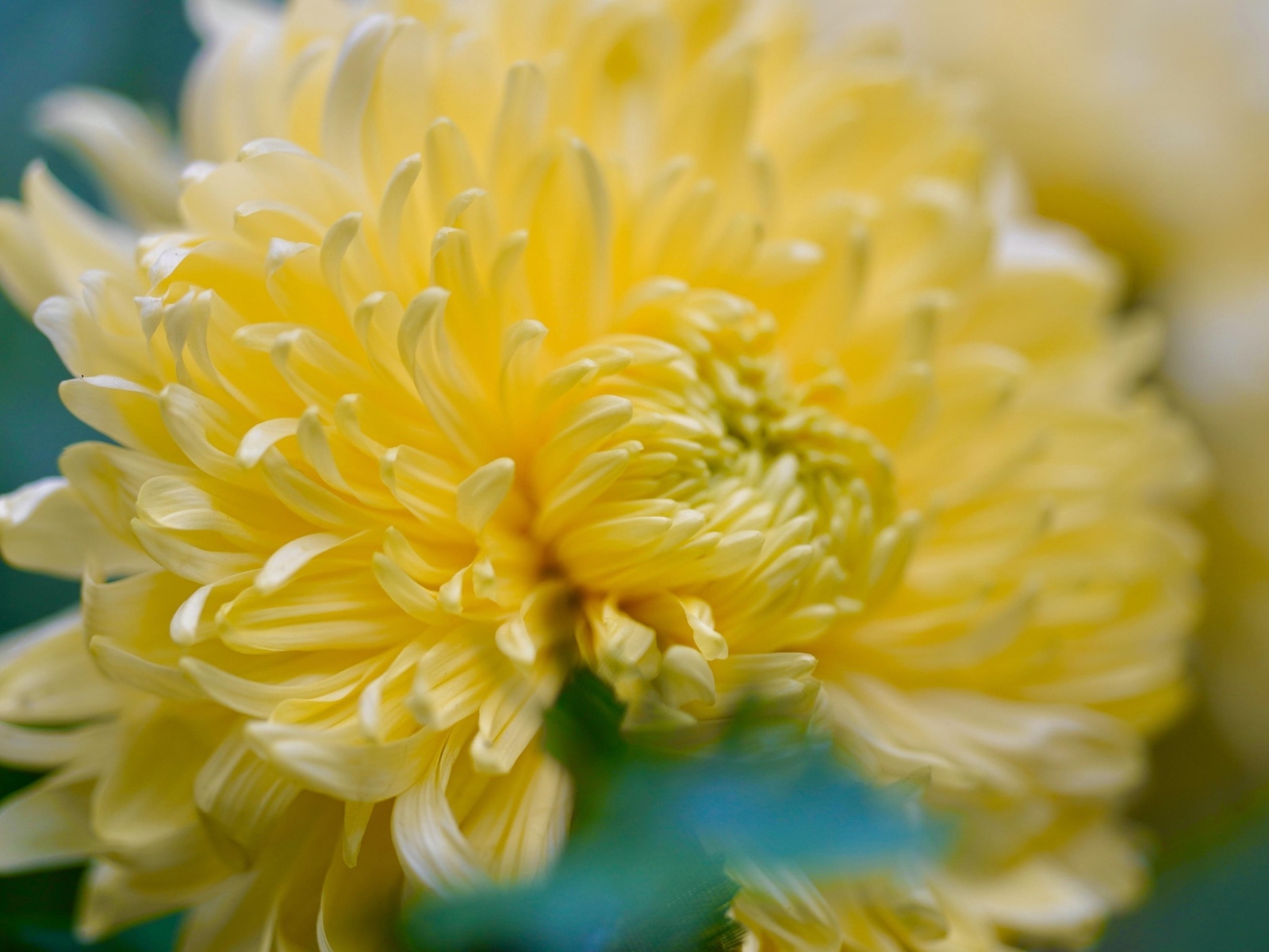 Красивый желтый цветок хризантемы крупным планом