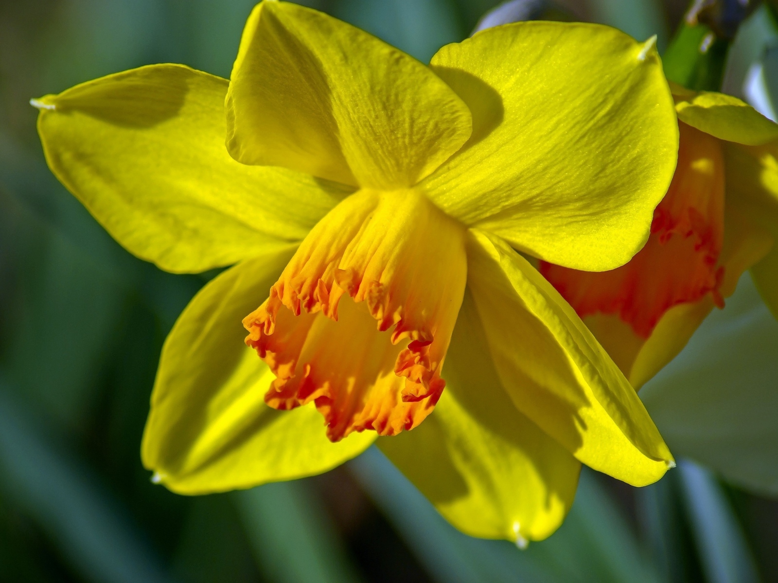 Красивый желтый цветок нарцисса крупным планом