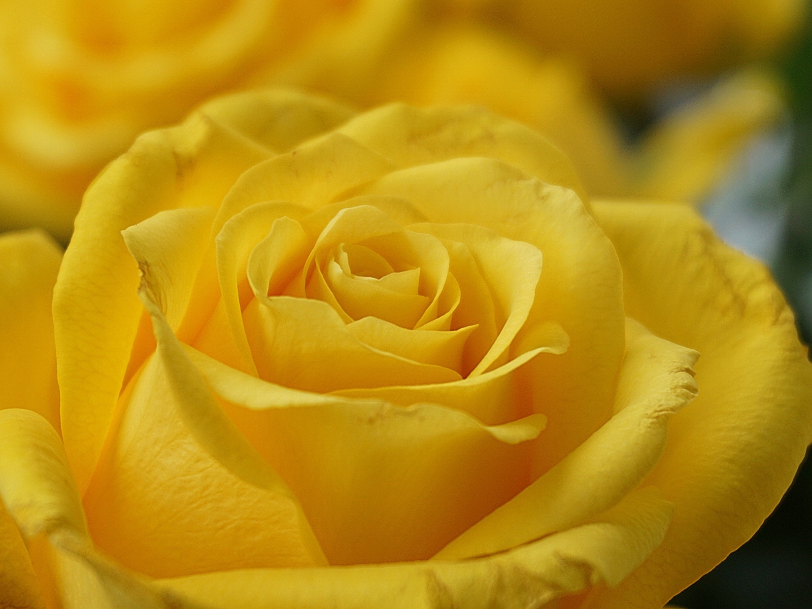 Красивая желтая роза вблизи