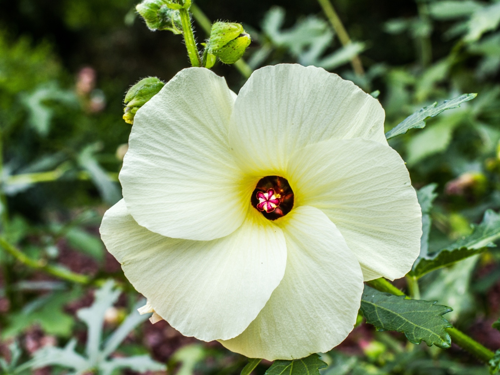 Бежевый цветок гибискуса на клумбе