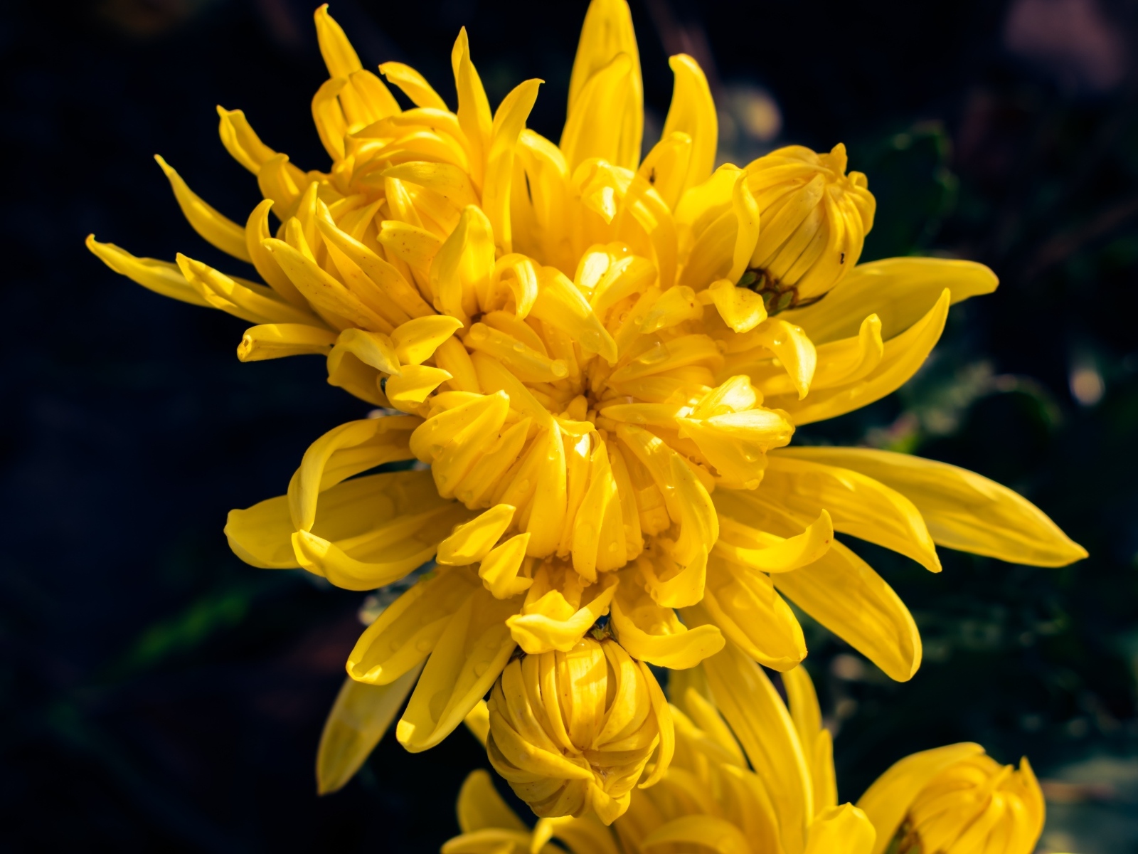 Распускающаяся желтая хризантема вблизи