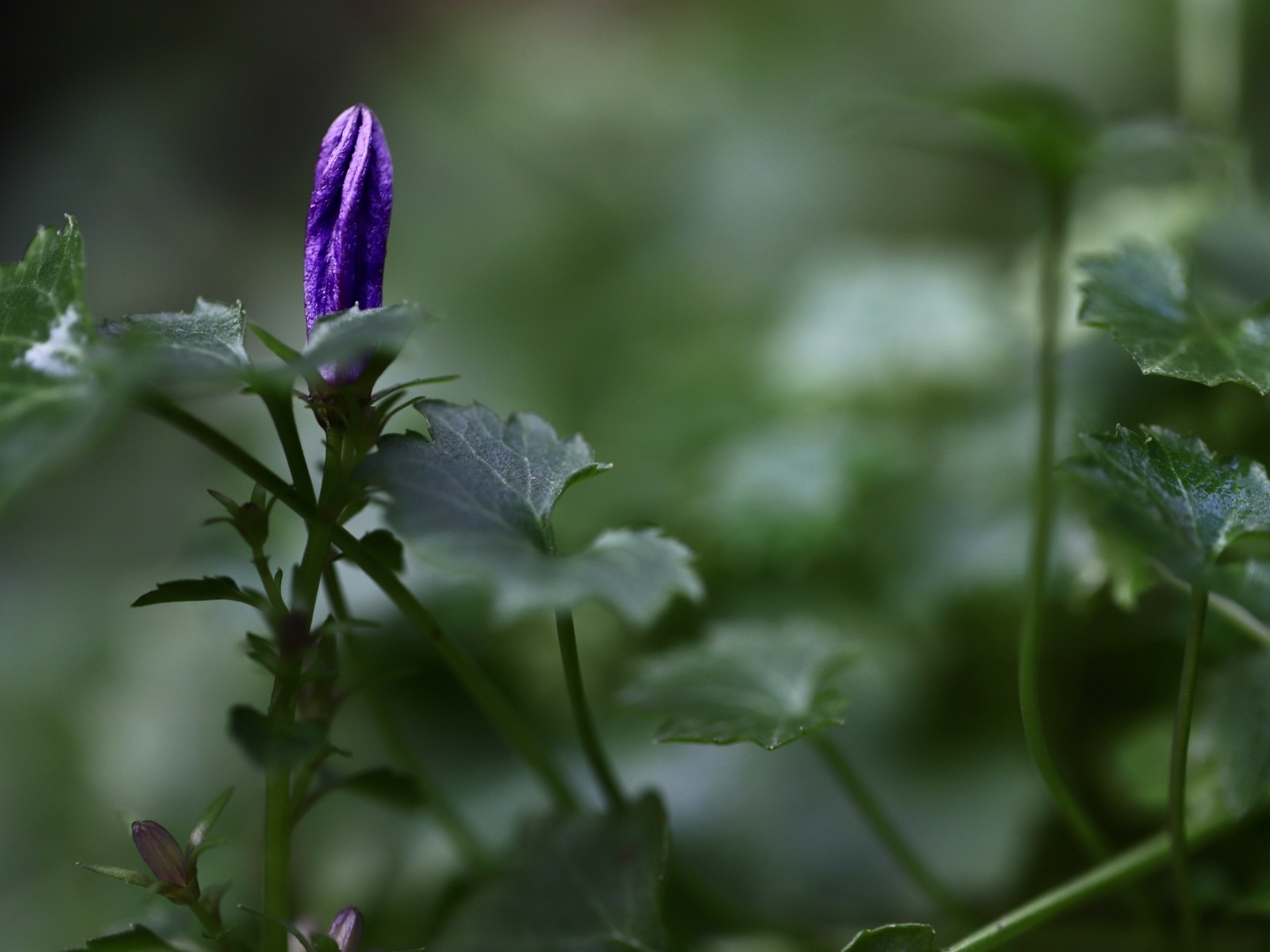 Распускающийся синий цветок колокольчика