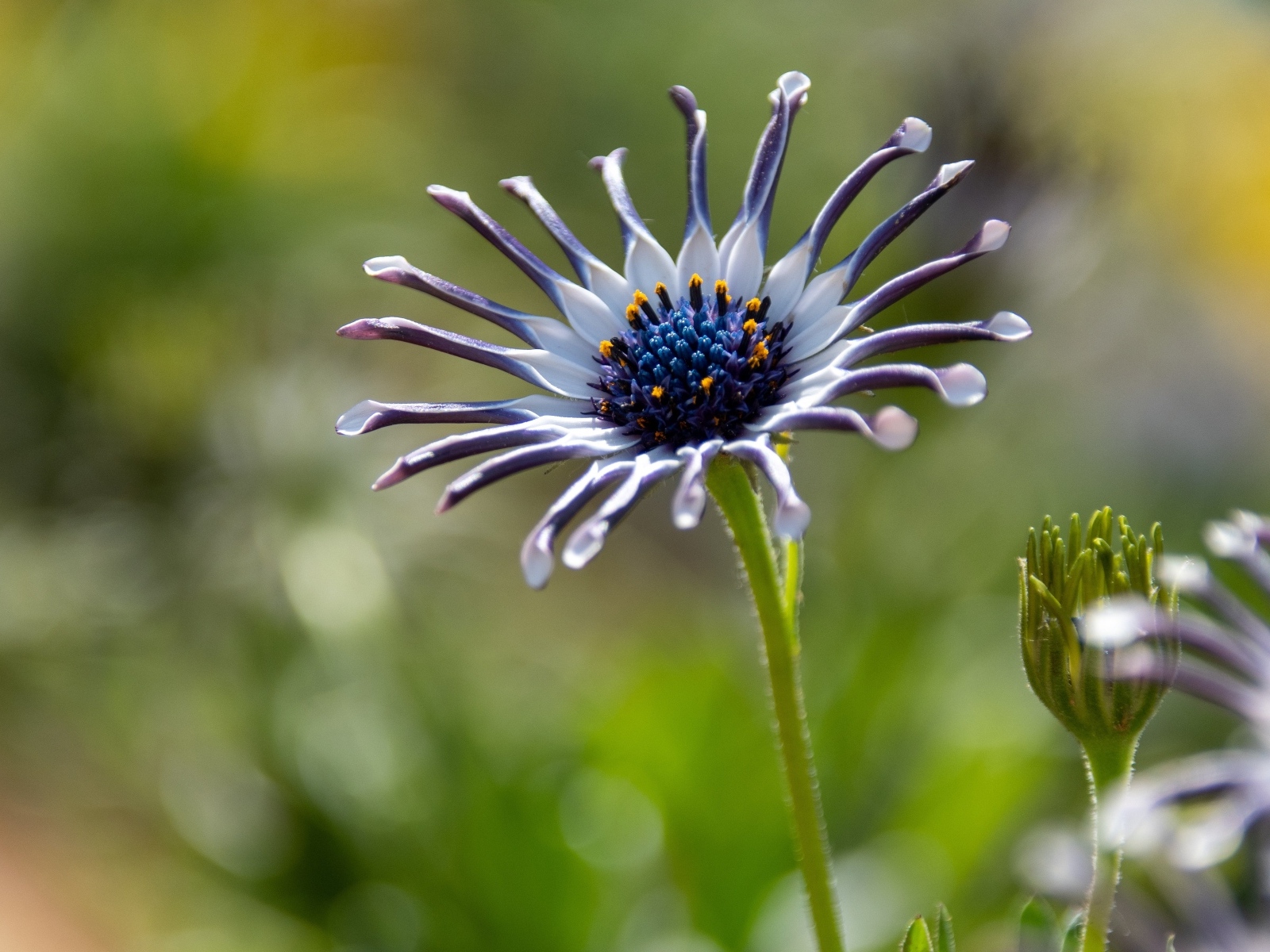 Распускающийся цветок остеоспермум