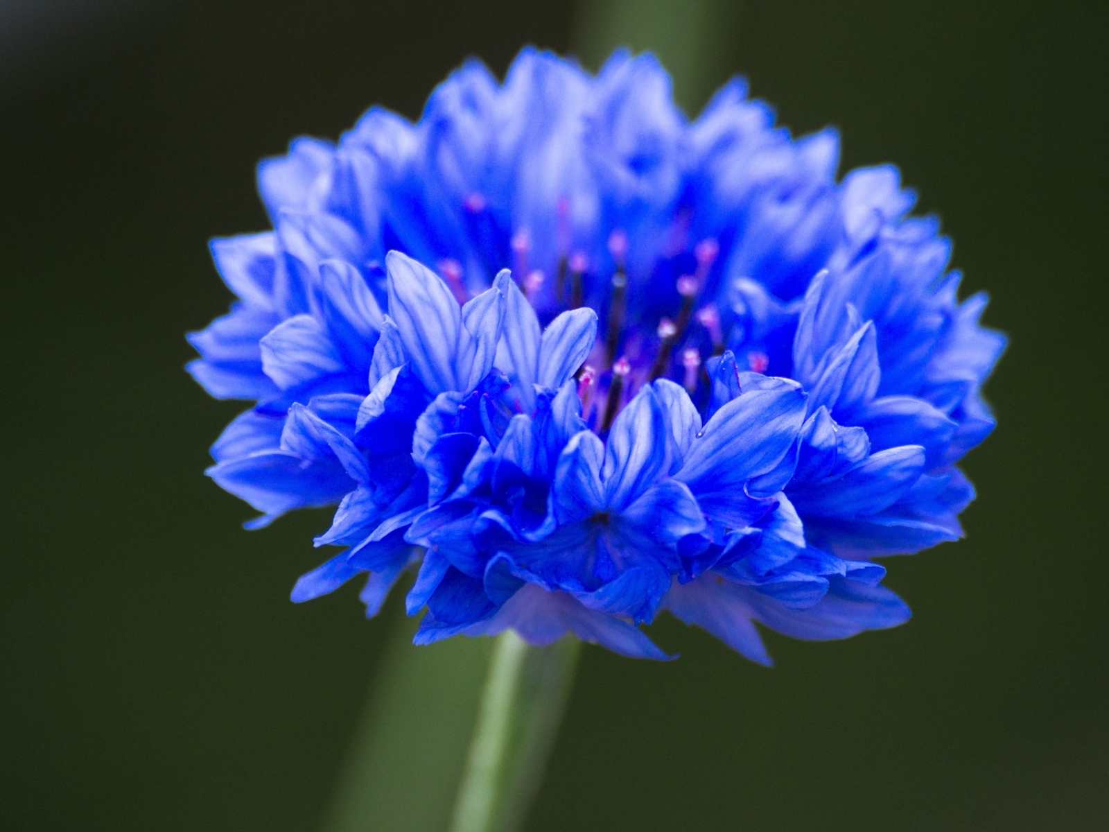 Синий цветок василька крупным планом