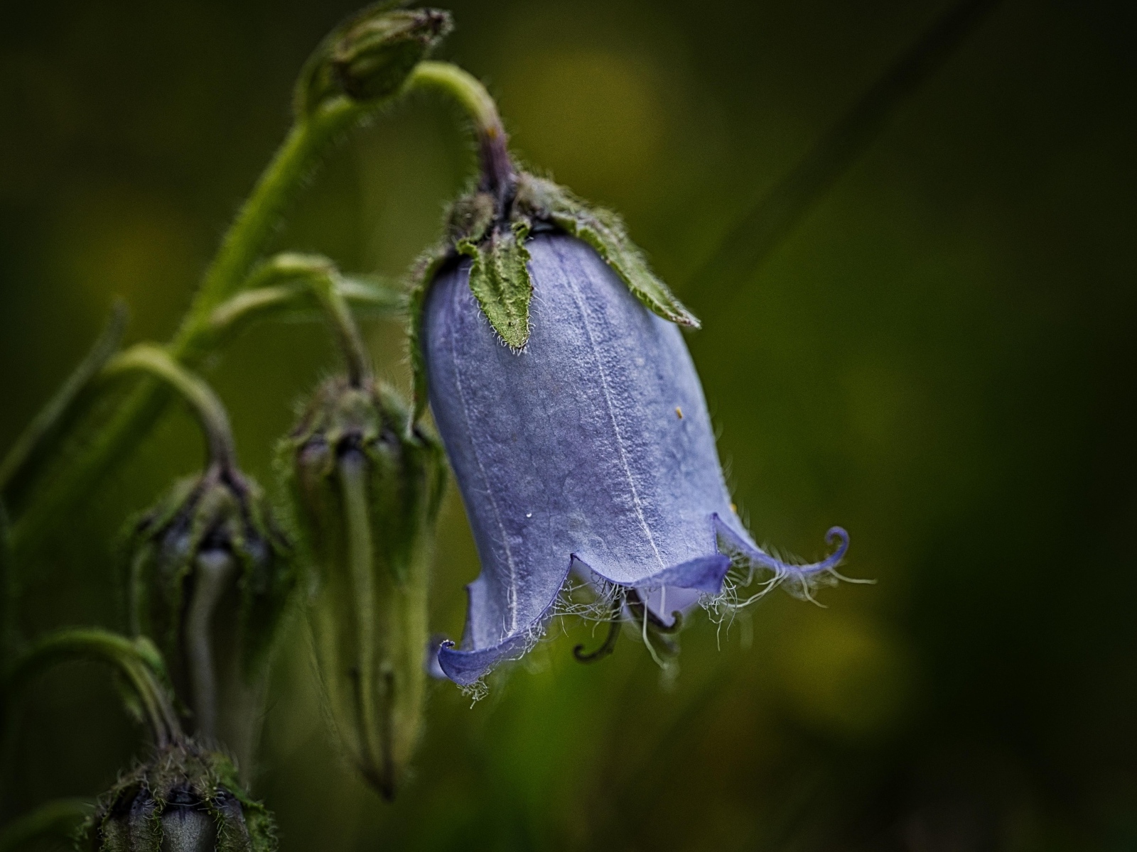 Синий опустившийся цветок колокольчика
