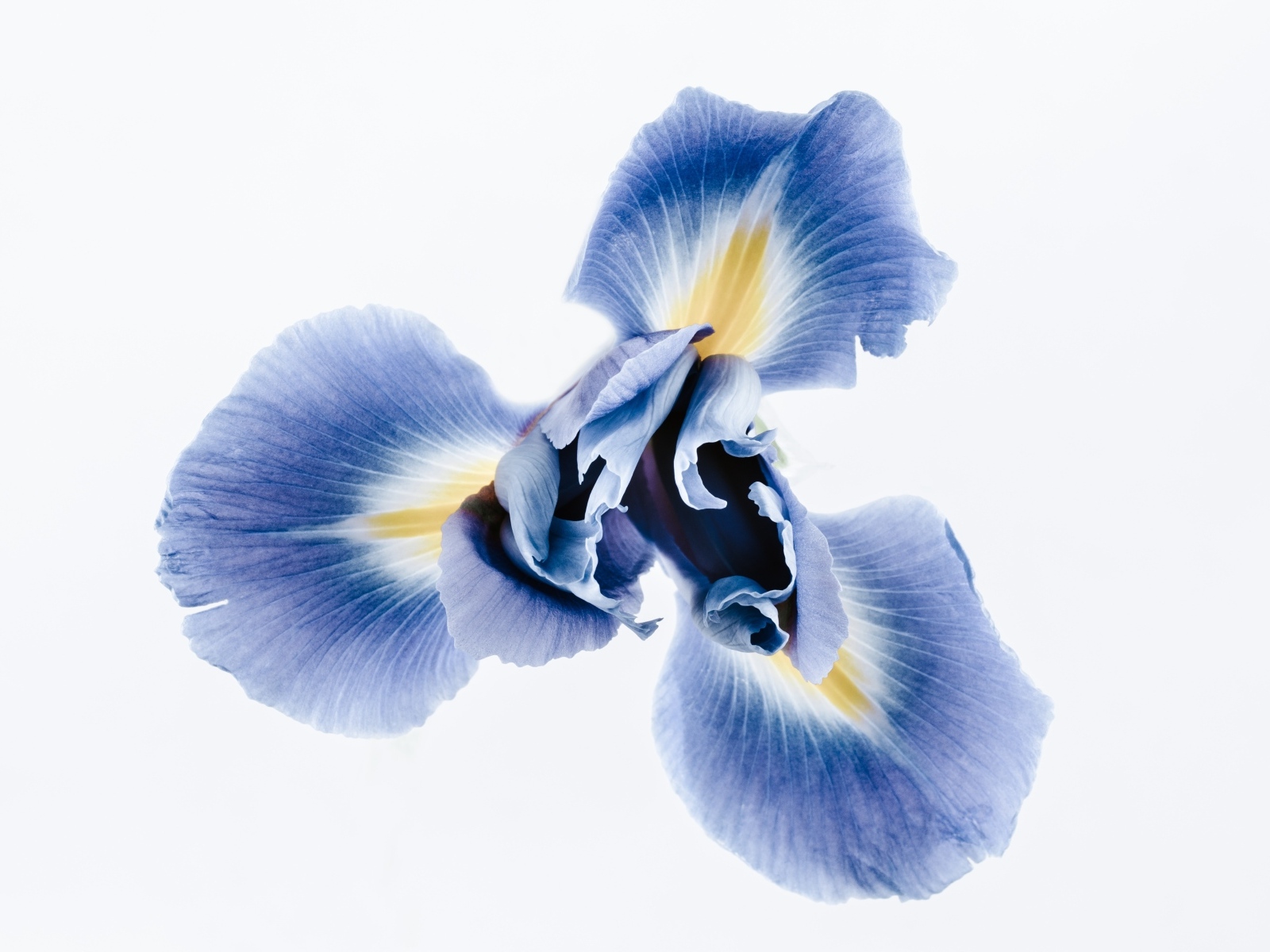 Синий цветок ириса на сером фоне