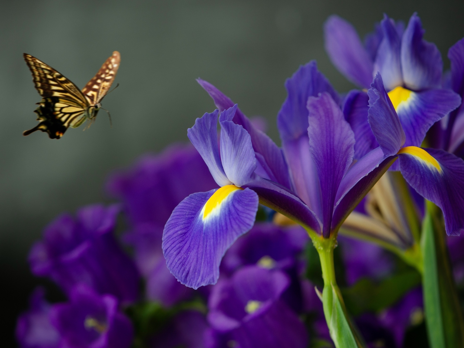 Синие цветы ириса с бабочкой