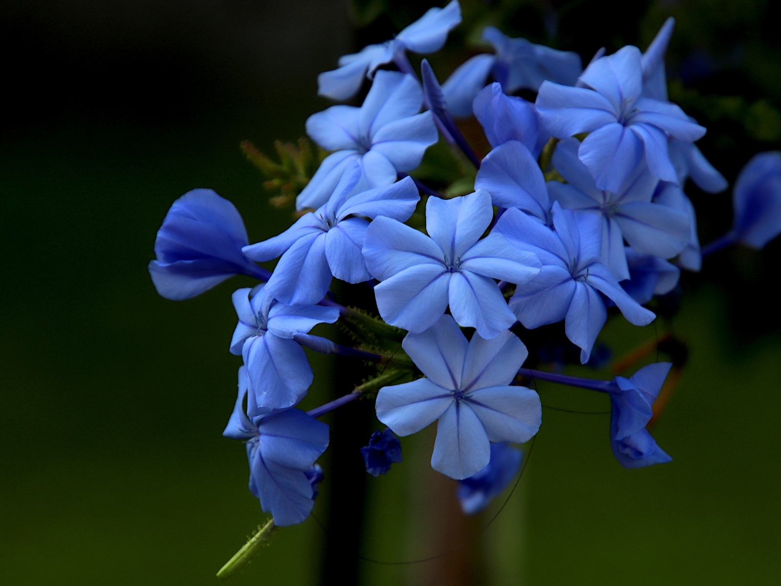 Голубой цветок флоксы крупным планом