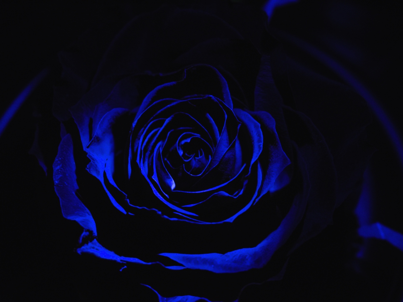 Голубая роза на черном фоне крупным планом