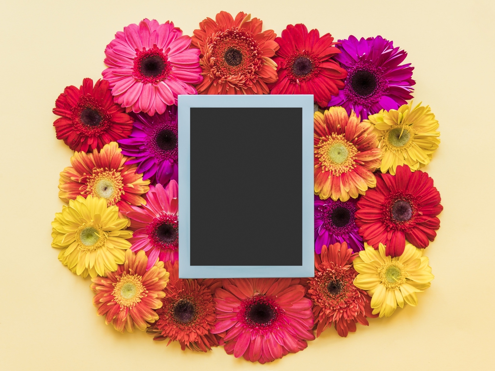 Букет разноцветных гербер с рамкой