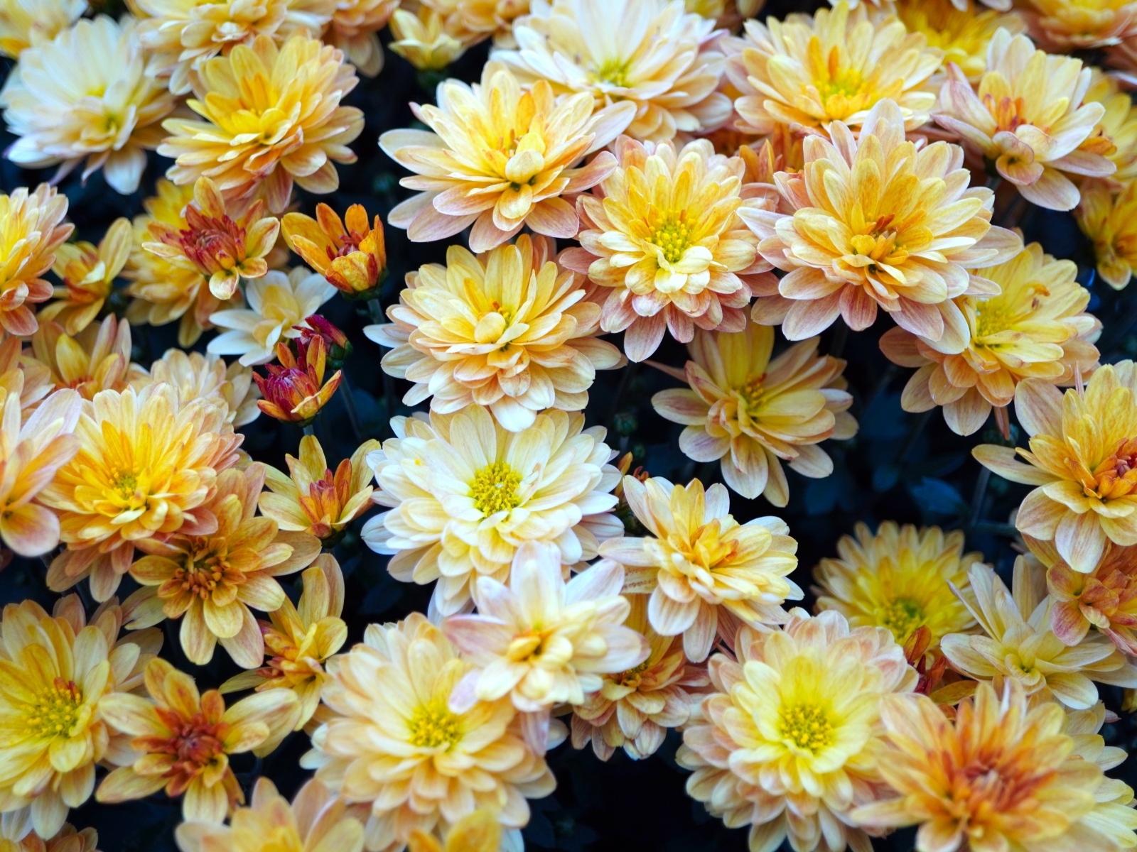 Букет оранжевых цветов хризантемы вблизи