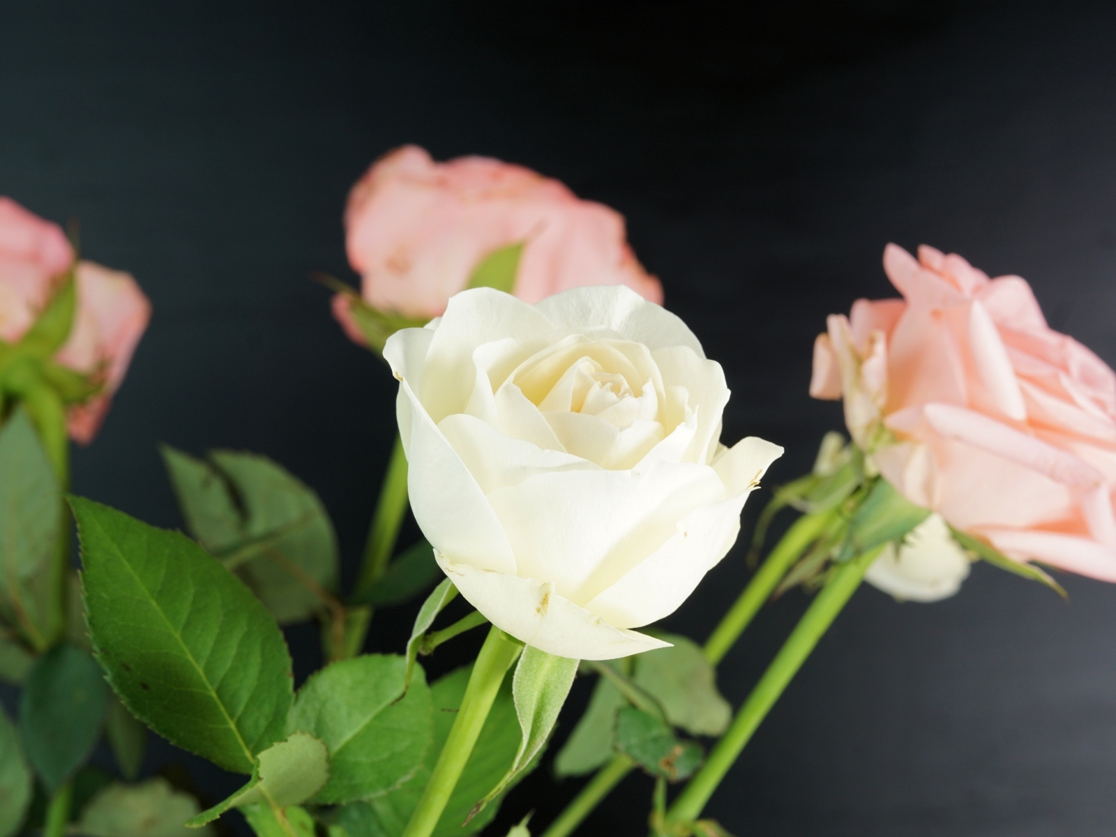 Букет розовых и белых роз на сером фоне