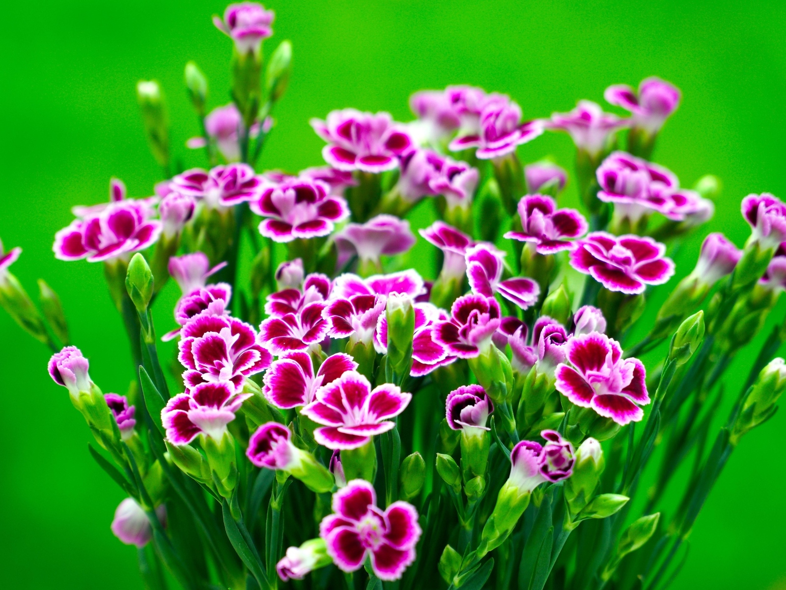 Букет розовых цветов гвоздики на зеленом фоне