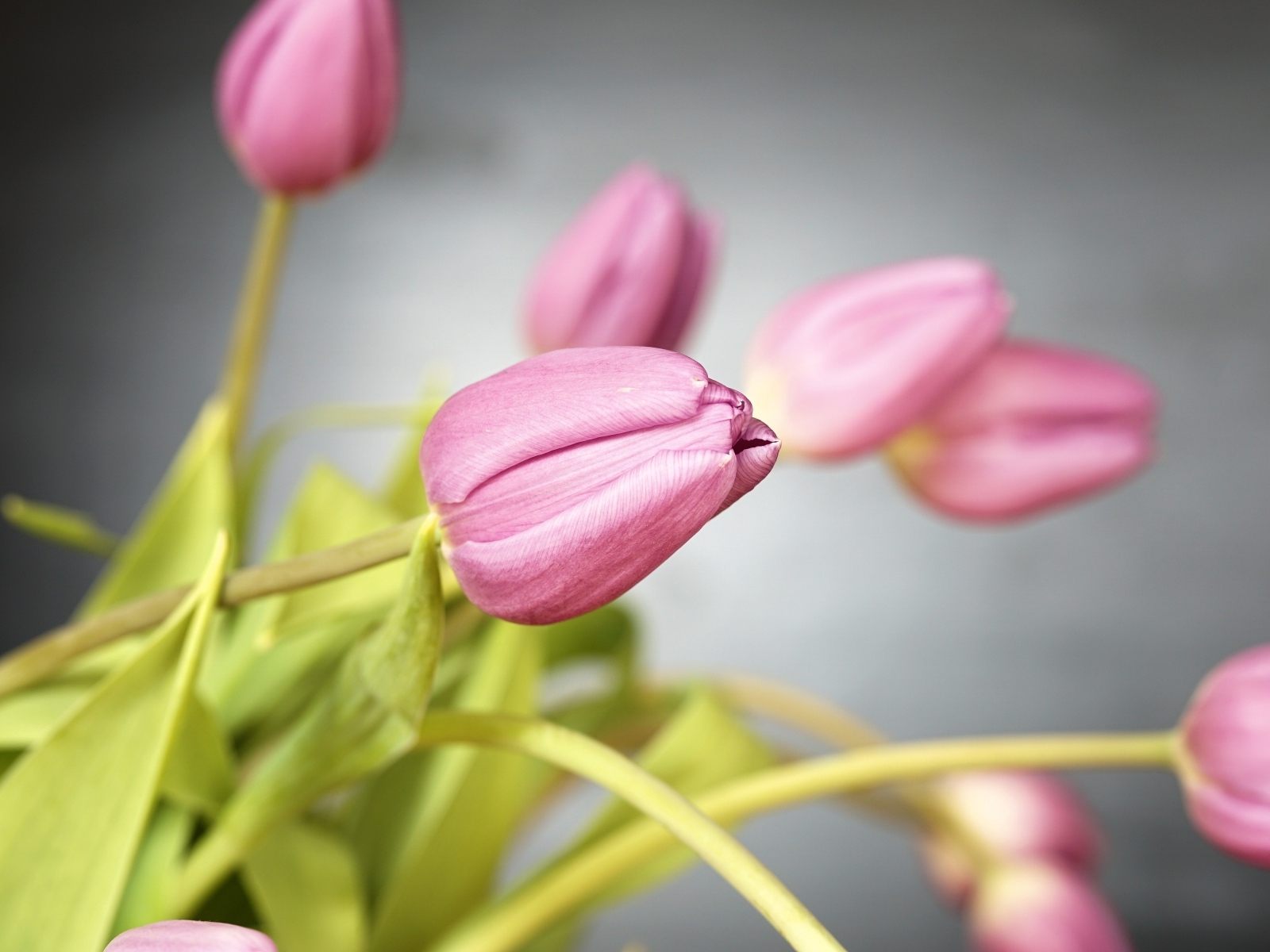 Букет розовых тюльпанов на сером фоне