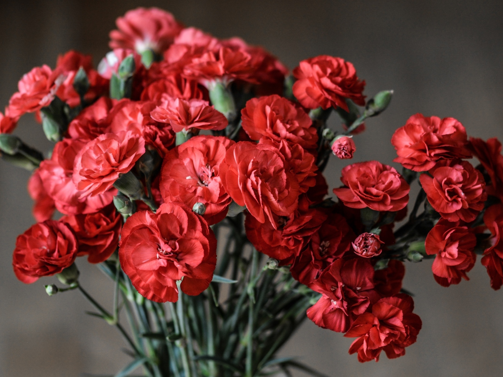 Букет красных гвоздик вблизи