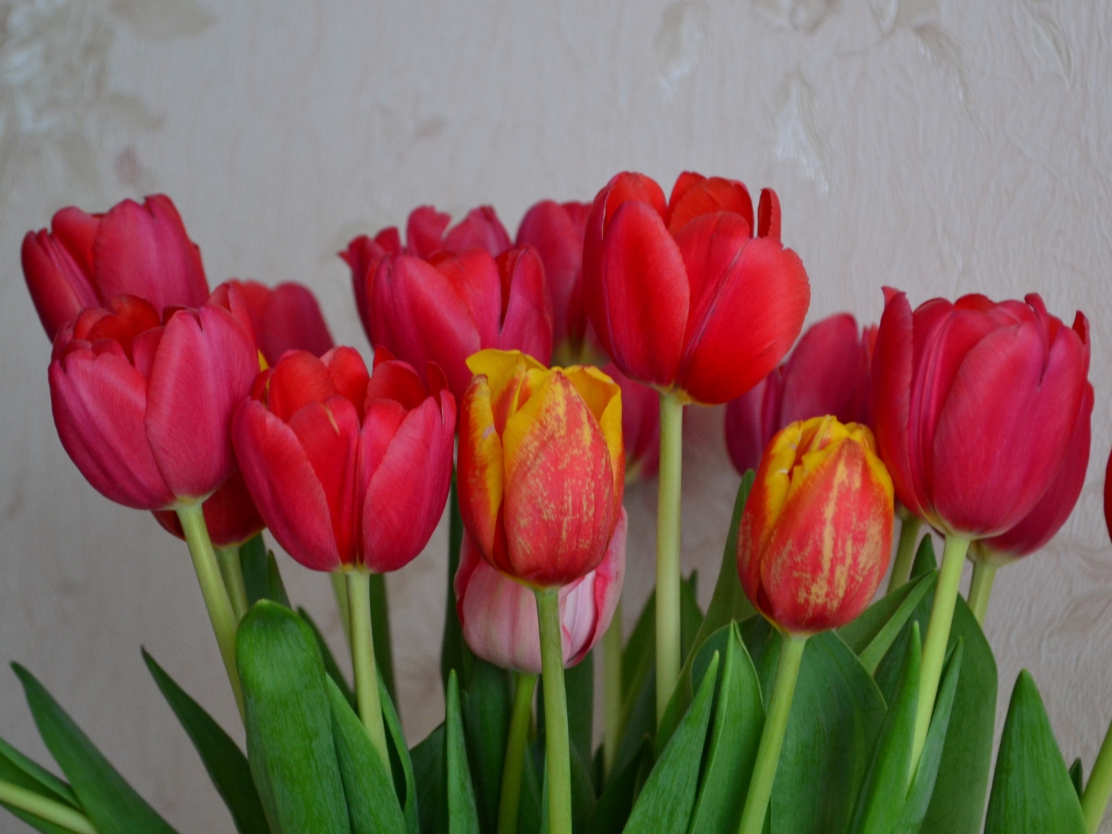 Букет красных тюльпанов на фоне стены