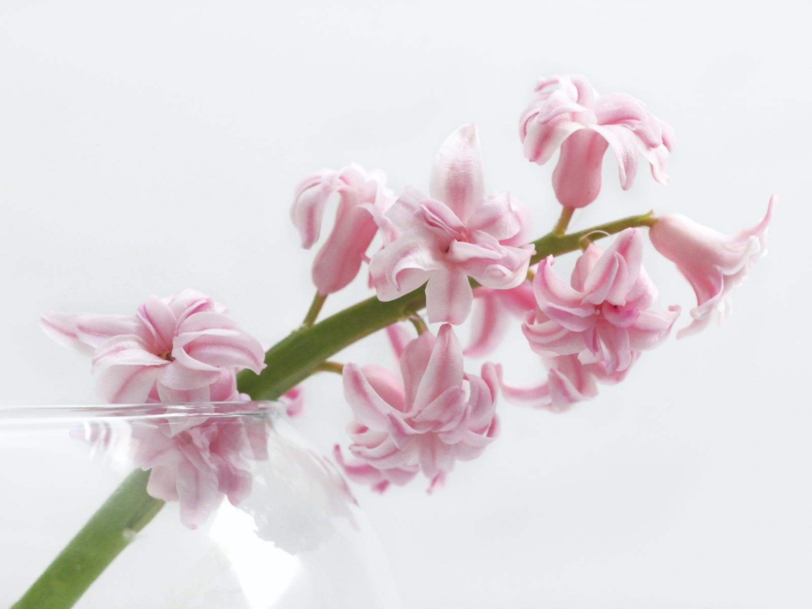 Ветка розового цветка гиацинта на белом фоне