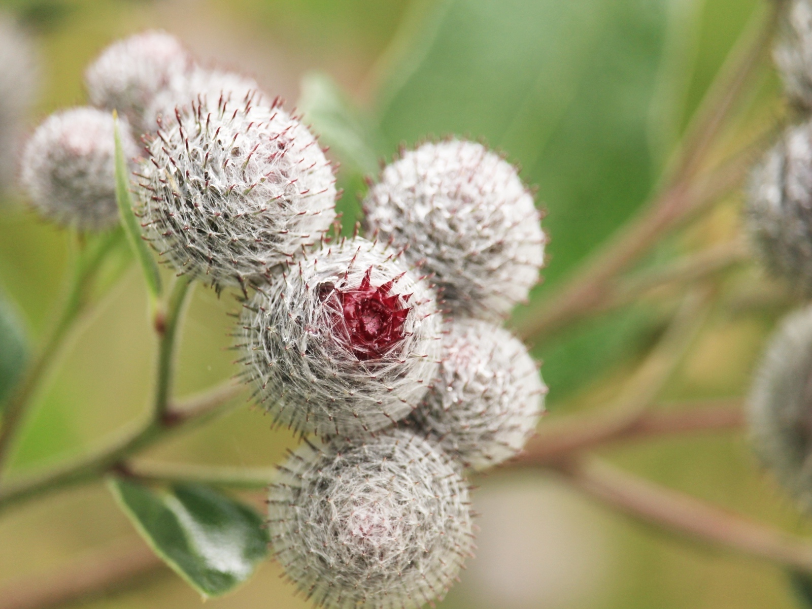 Цветы лопуха крупным планом