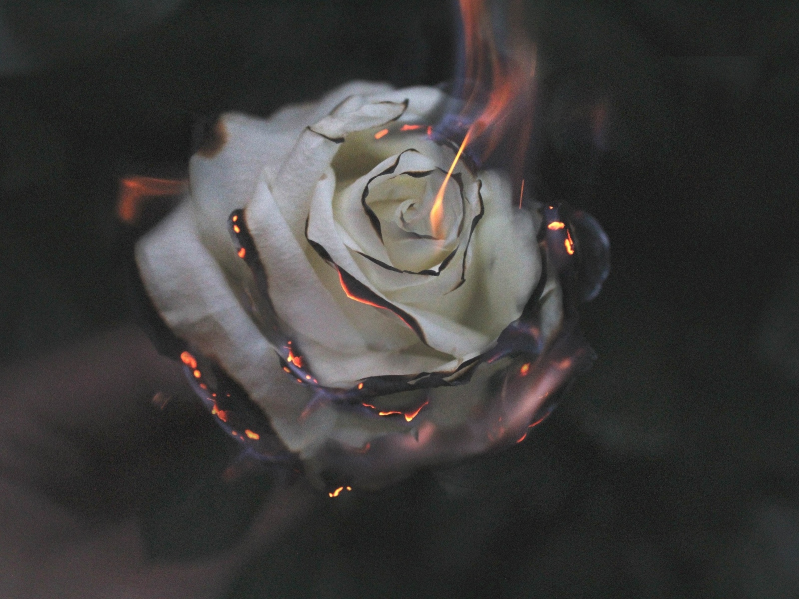 Опаленные лепестки белой розы