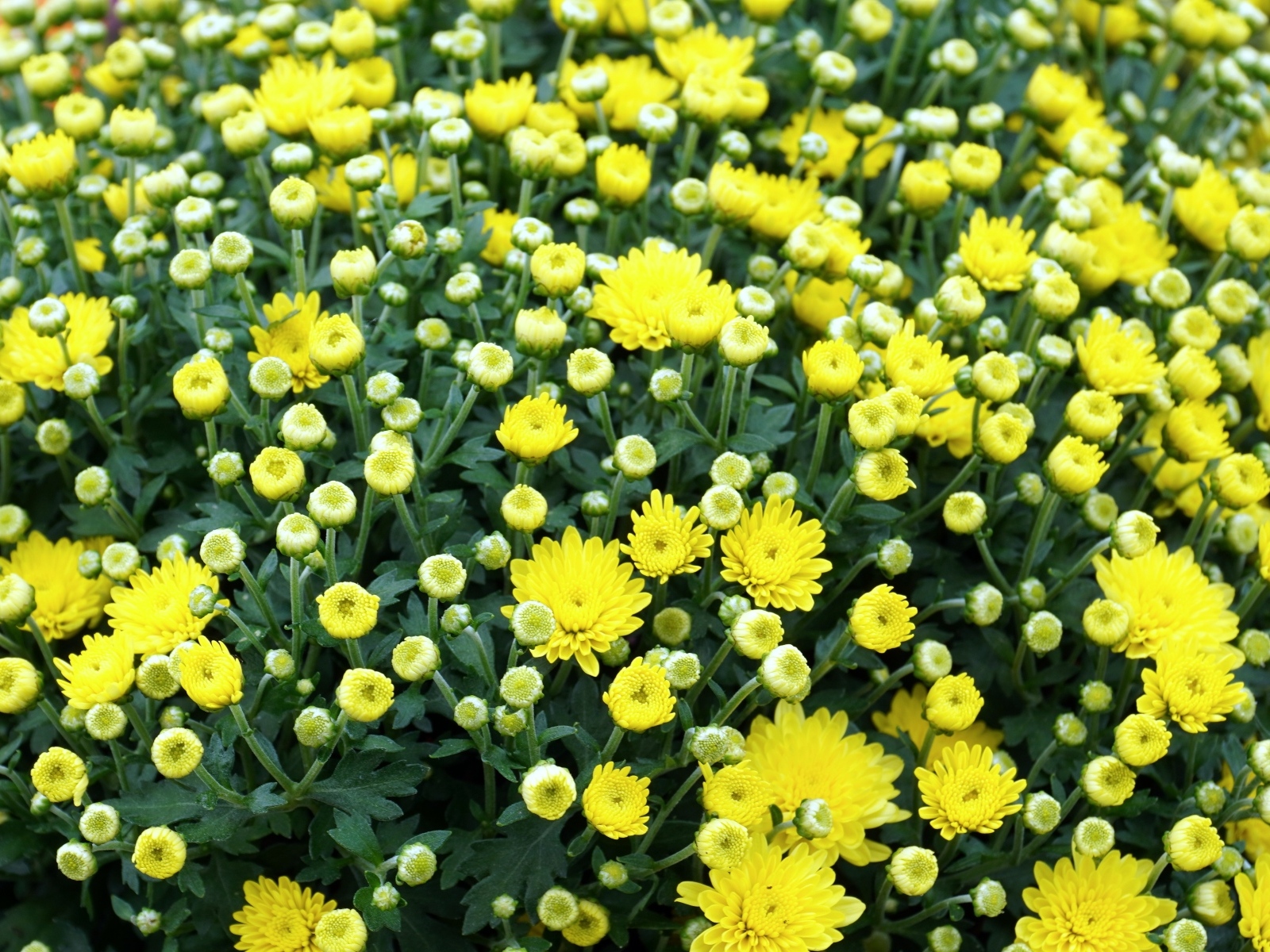 Куст распускающихся желтых цветов хризантемы