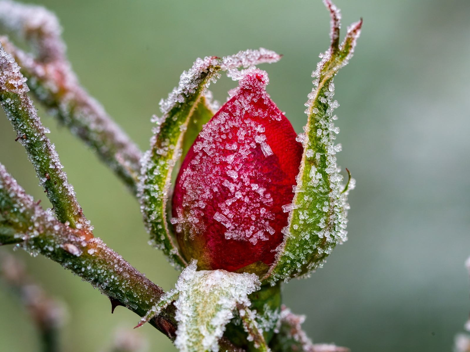 Покрытая холодным инеем роза зимой