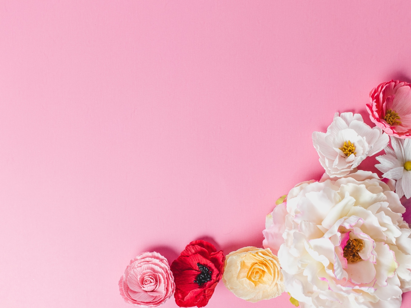 Нежные сорванные цветы на розовом фоне