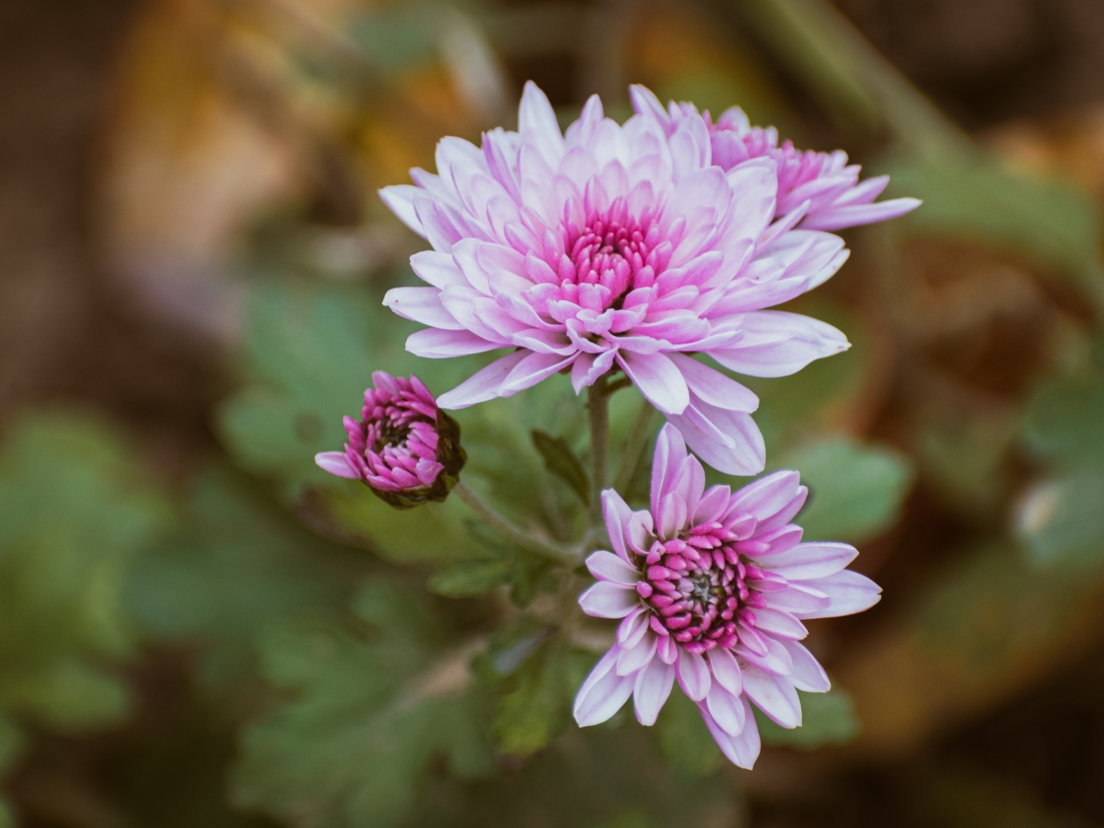 Нежная розовая садовая хризантема