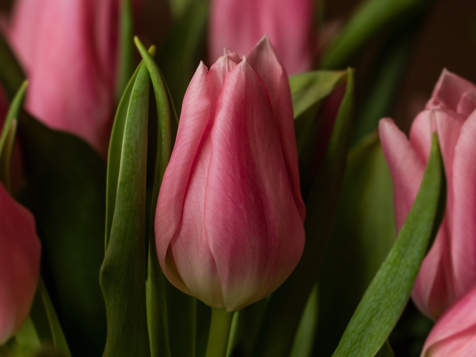 Нежные розовые весенние тюльпаны крупным планом