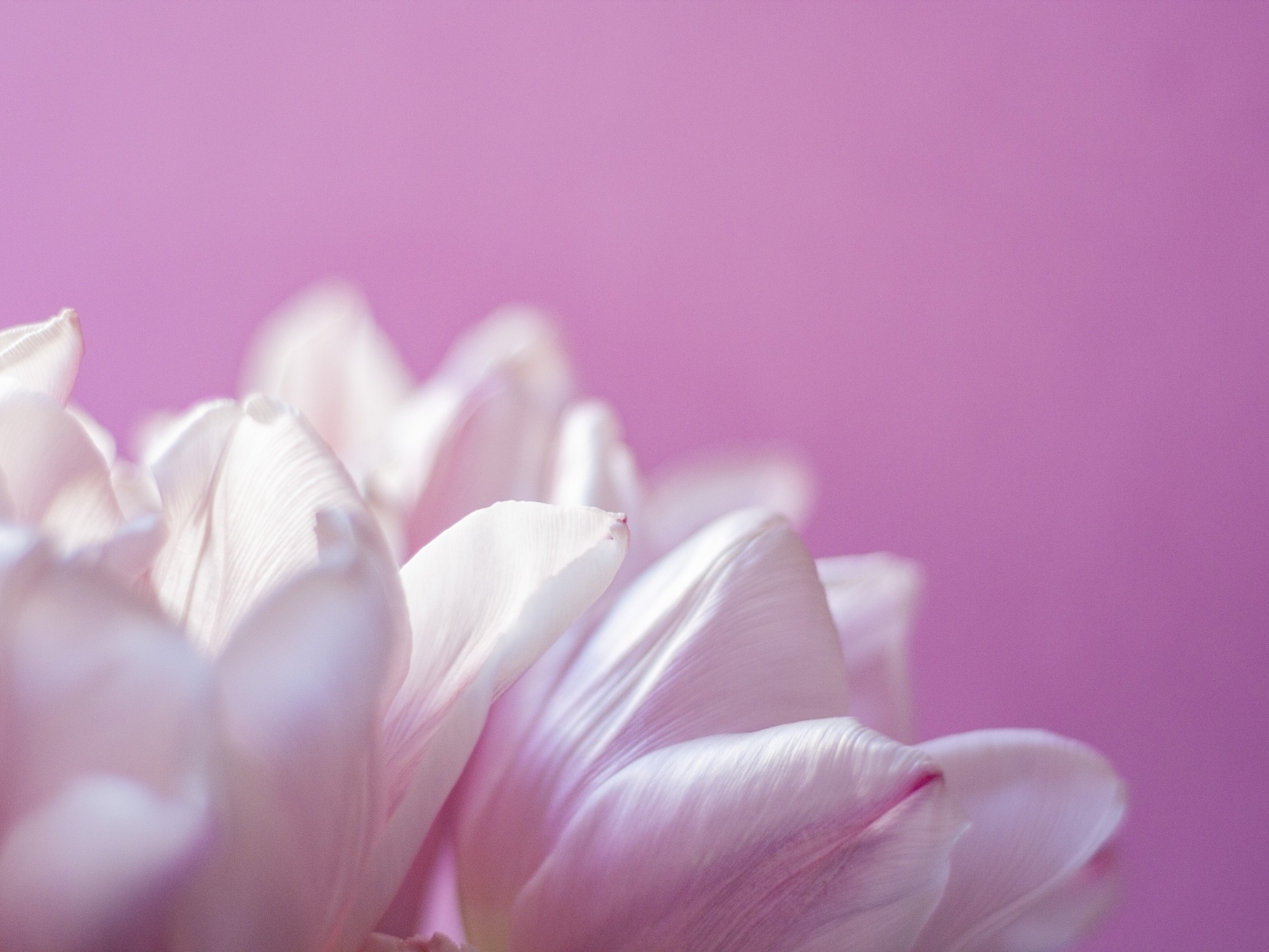 Нежные лепестки тюльпана на розовом фоне