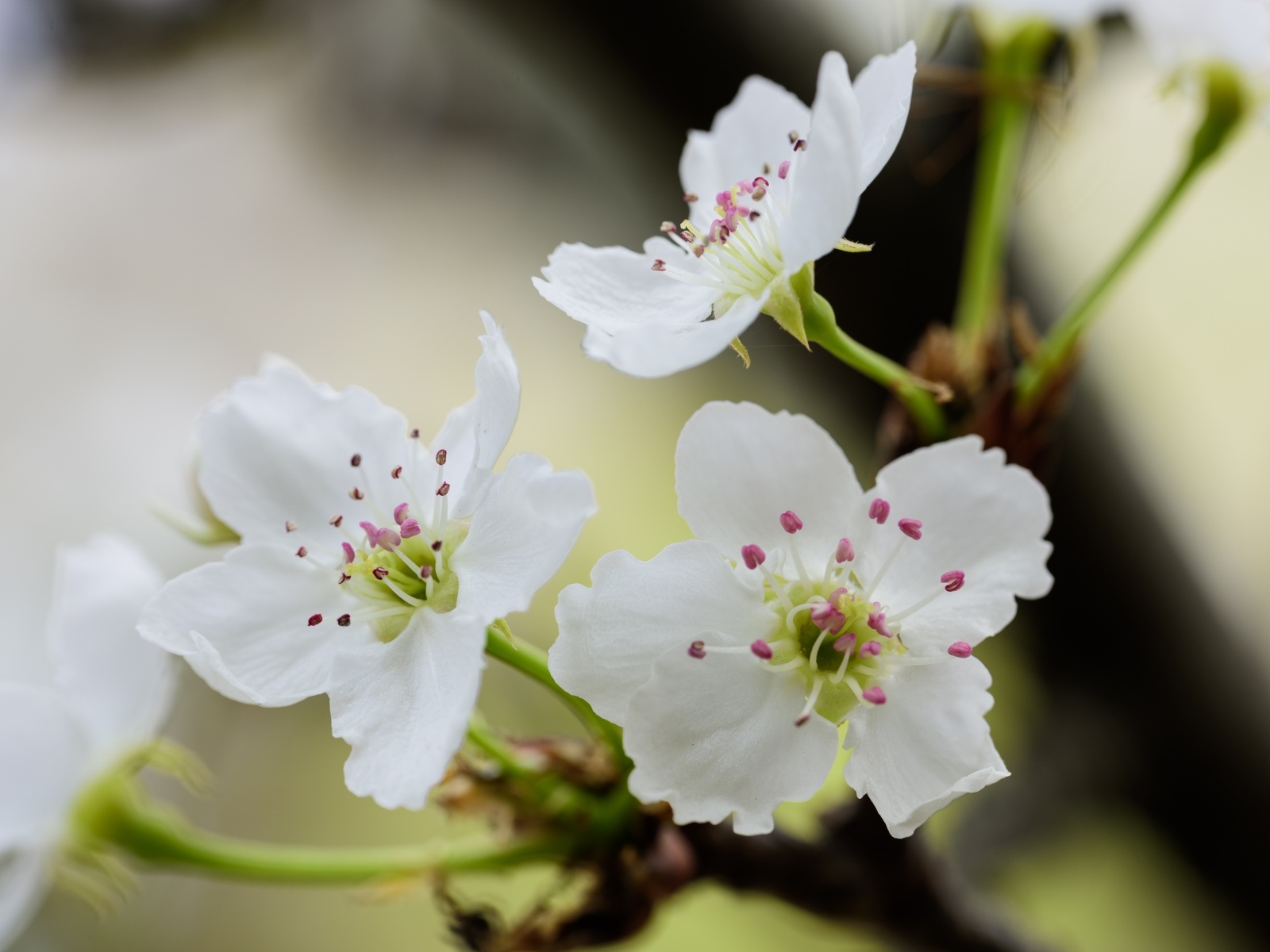 Нежные белые цветы вишни на ветках весной