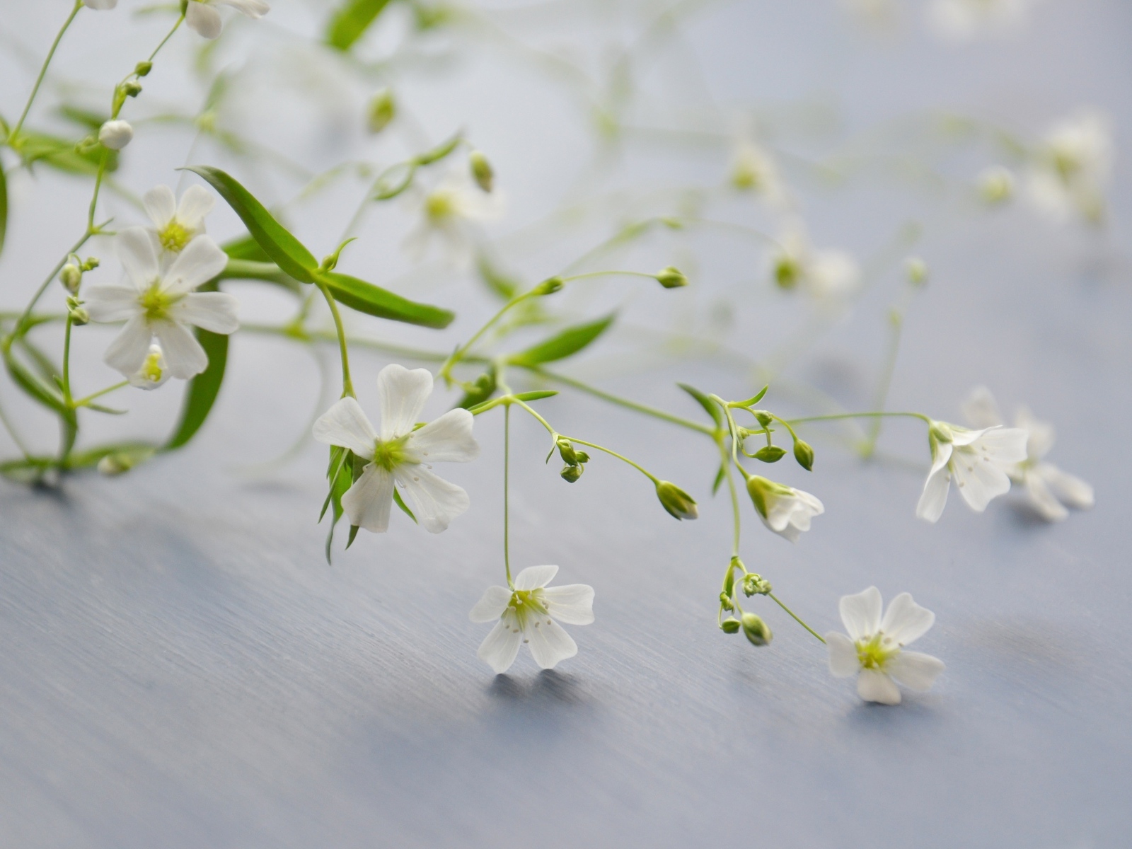 Нежные белые цветы лежат на сером столе