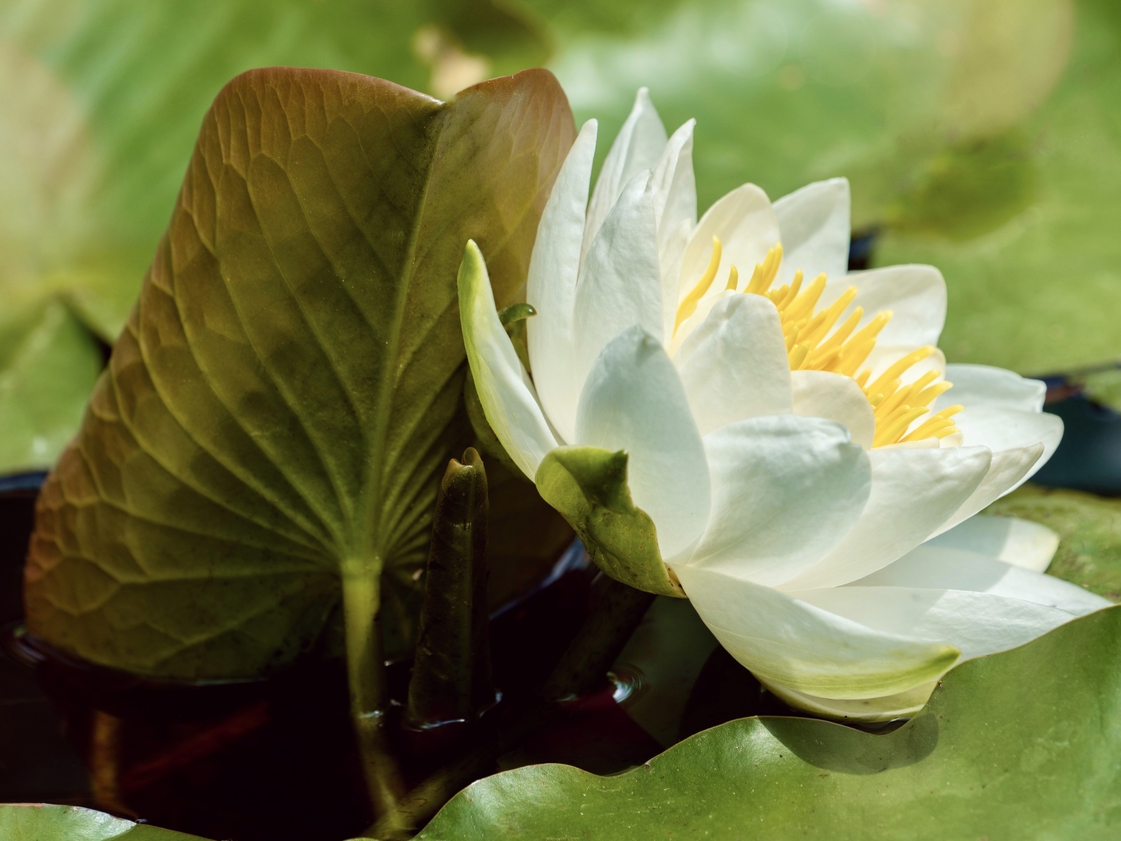 Нежный белый цветок водяной лилии в зелеными листьями