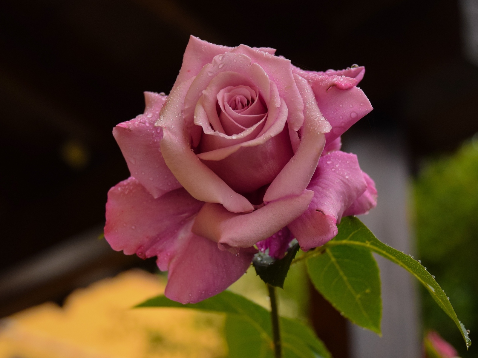 Роса на лепестках розовой розы