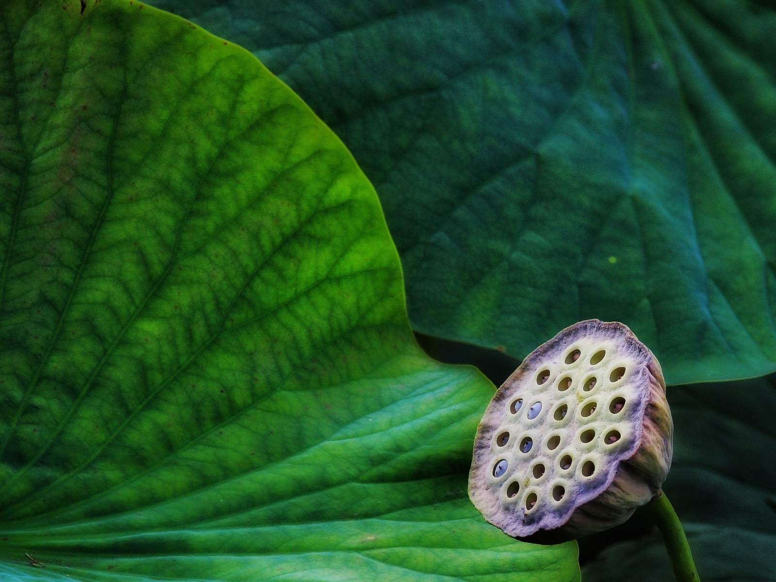 Отцветший цветок лотоса с зелеными листьями