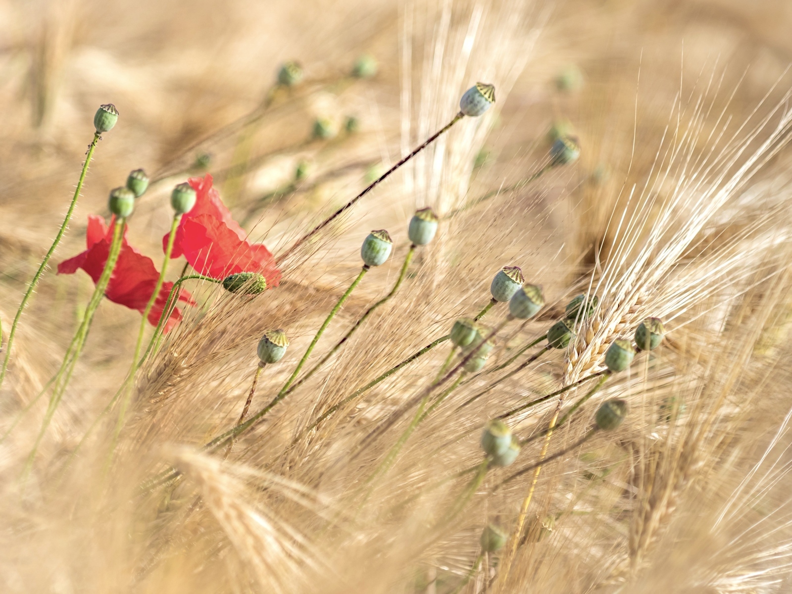 Отцветший  мак в колосьях пшеницы
