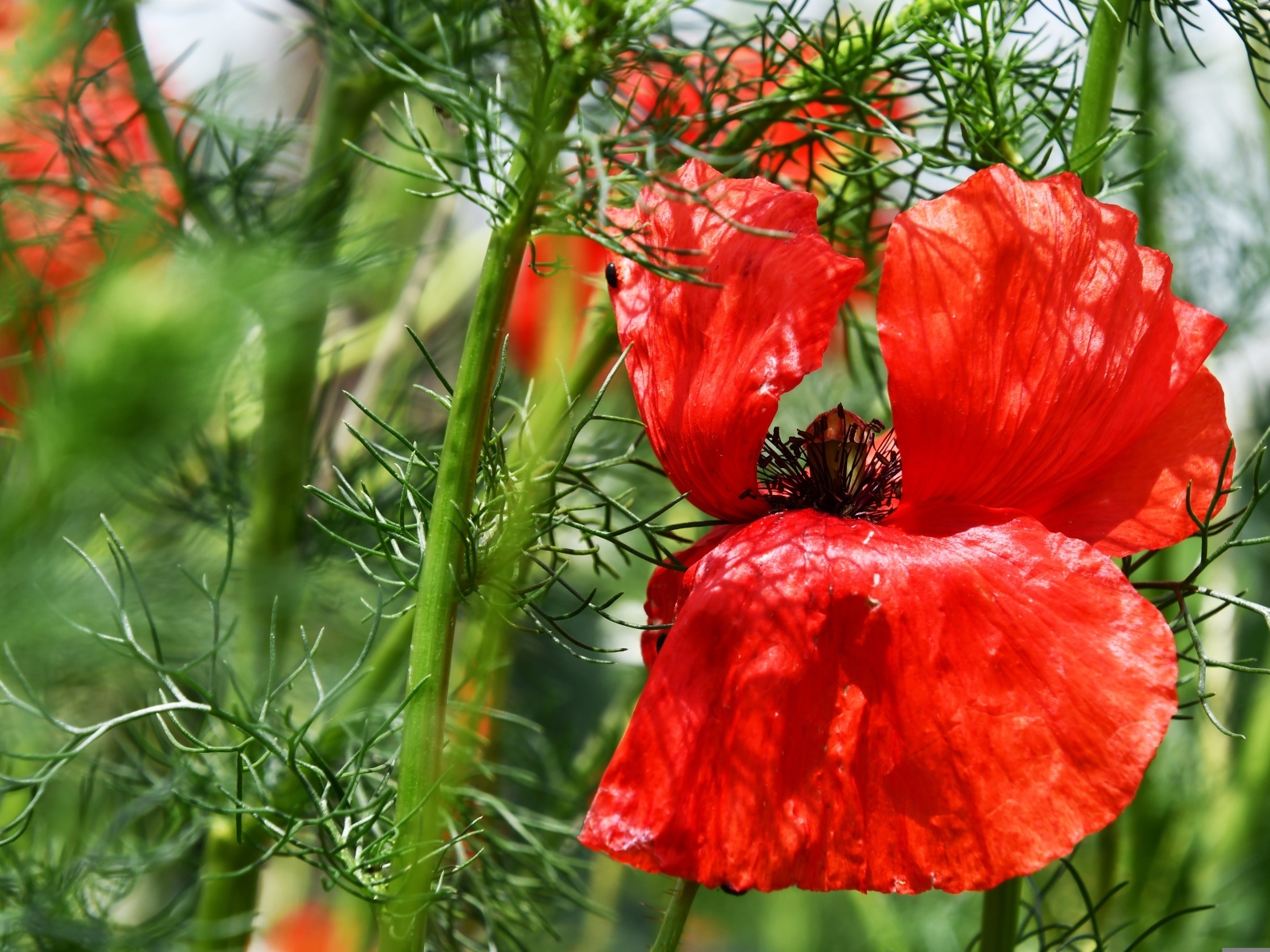 Полевой мак с красными лепестками в зеленых листьях